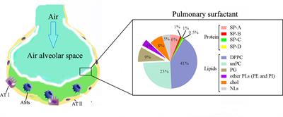 Potential Therapeutic Applications of Pulmonary Surfactant Lipids in the Host Defence Against Respiratory Viral Infections